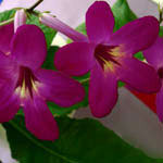 Upright African Violet Purple Flower